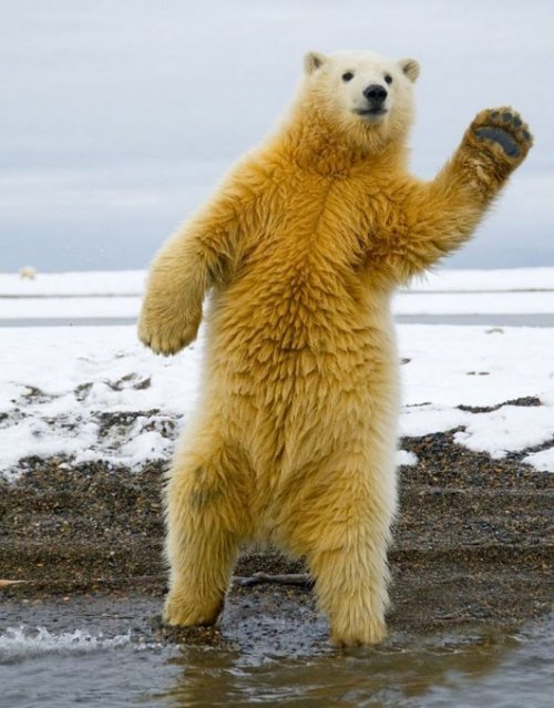 Полярный медведь танцует макарену