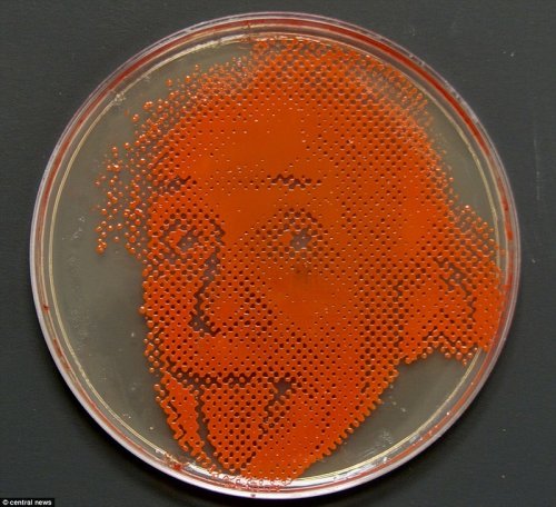 Микробиолог рисует портреты с помощью бактерий