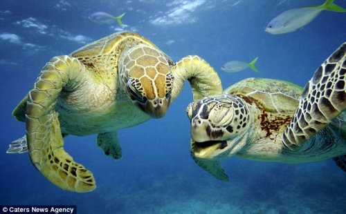 Милое семейство морских черепах