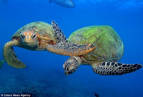 Милое семейство морских черепах