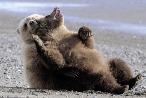 Забавные медведи на отдыхе