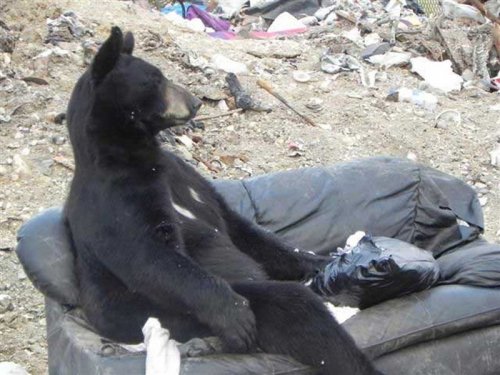 Забавные медведи на отдыхе