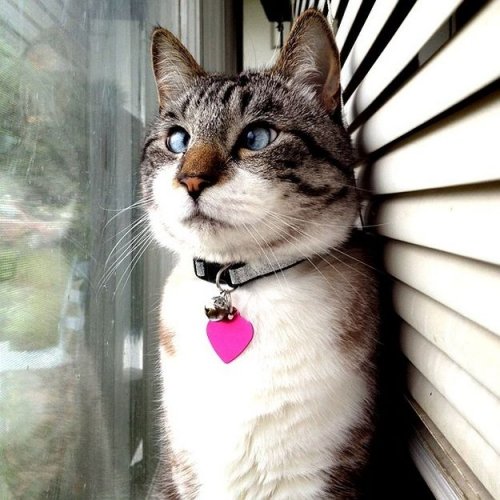 Фотографии самого милого косоглазого кота в Интернете