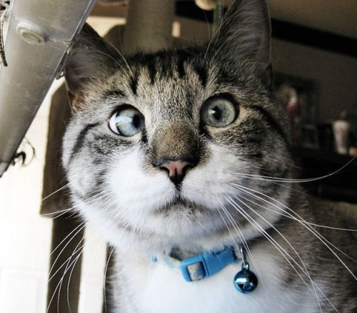 Фотографии самого милого косоглазого кота в Интернете