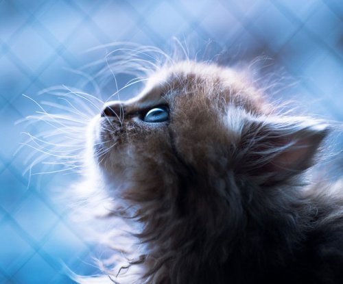 Фотографии самого милого котенка в мире