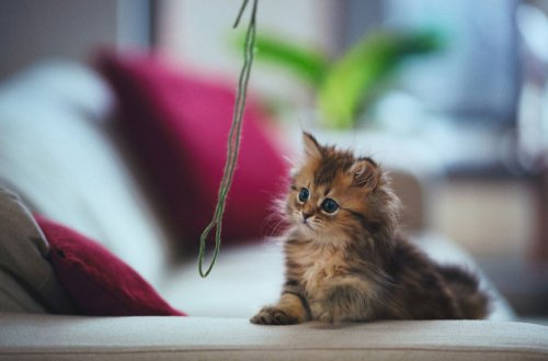 Фотографии самого милого котенка в мире