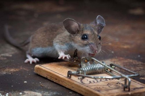 Триллер про мышь
