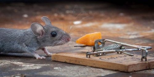 Триллер про мышь