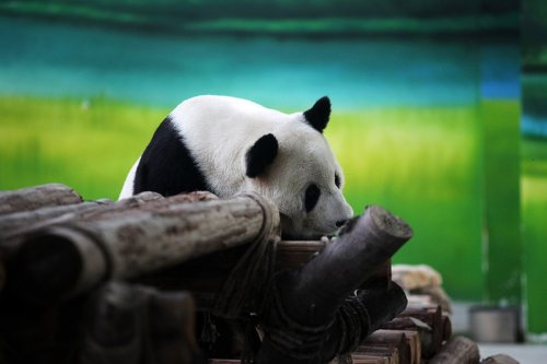 Отдыхающая панда: найдите 10 отличий от человека