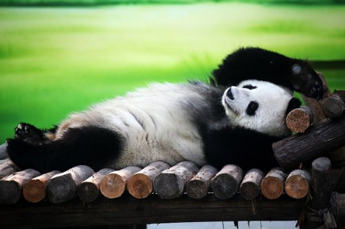 Отдыхающая панда: найдите 10 отличий от человека