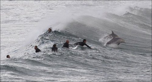 Дельфины преподают мастер-класс