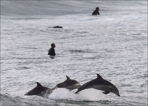 Дельфины преподают мастер-класс