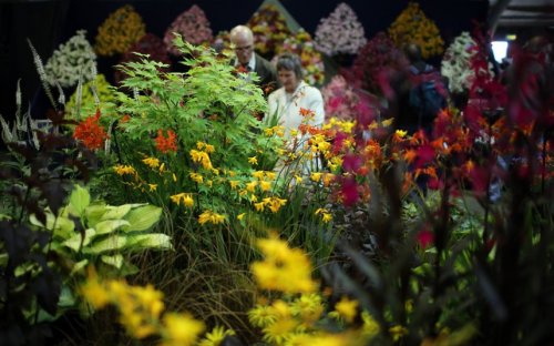 Репортаж с осенней выставки цветов и овощей в Харрогейте