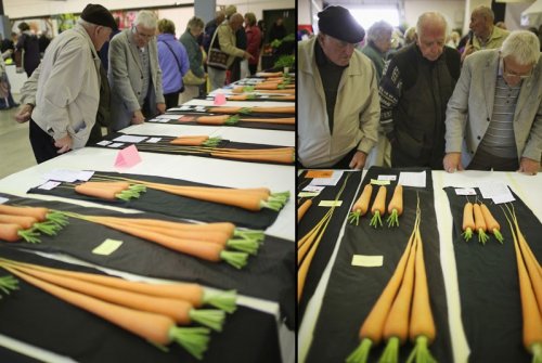Репортаж с осенней выставки цветов и овощей в Харрогейте