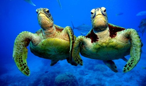 Подводная фотосессия двух зеленых черепах