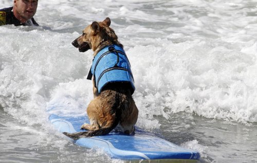 Соревнования среди собак-серфингистов
