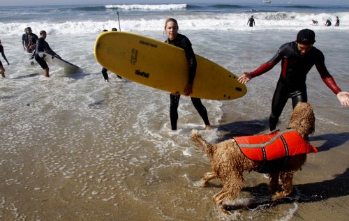 Соревнования среди собак-серфингистов
