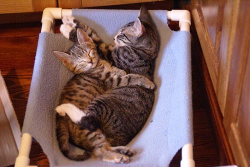 Котята и кошечки в объятиях друг друга