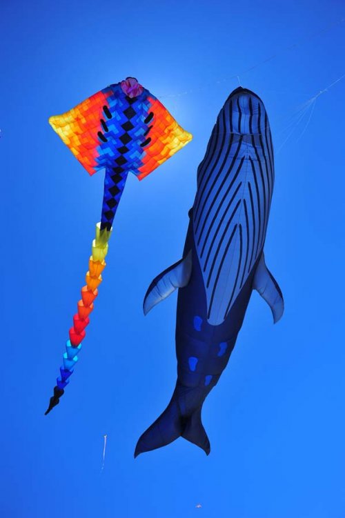 Фестиваль воздушных змеев на австралийском пляже Bondi Beach