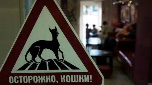 "Республика кошек" в городе Санкт-Петербург