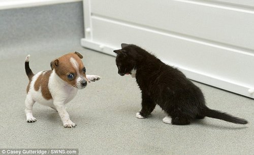 Неразлучная дружба между собачкой и кошечкой