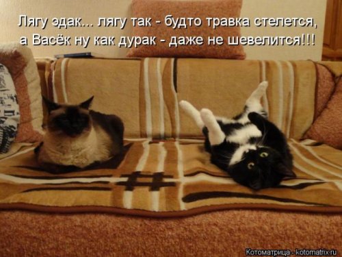 Котоматрицы - веселые картинки с котятами
