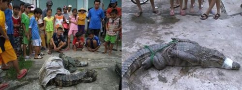 Во Вьетнаме крокодилы сбежали с фермы