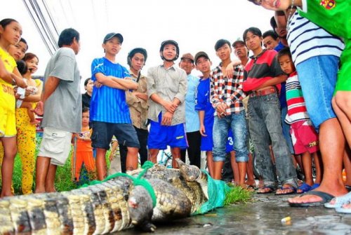 Во Вьетнаме крокодилы сбежали с фермы