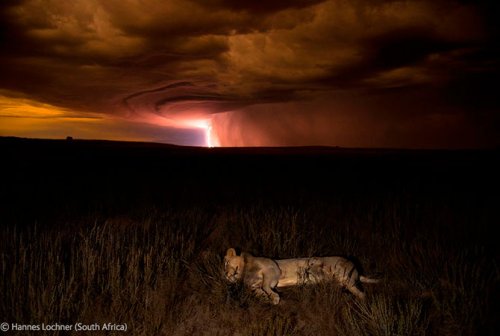 Фотографии-победители конкурса Veolia Environment Wildlife Photographer of the Year 2012