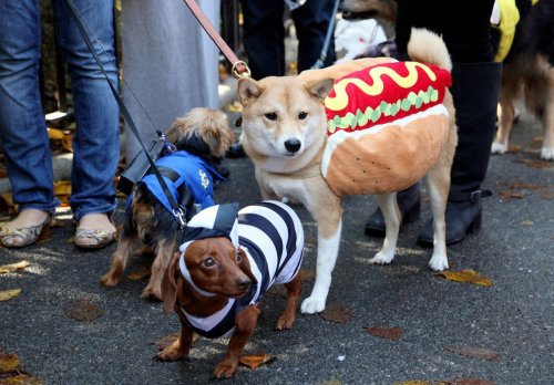 Нью-Йоркский парад собак в хэллоуинских костюмах