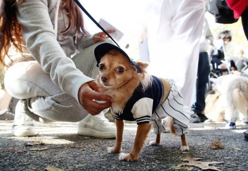 Нью-Йоркский парад собак в хэллоуинских костюмах