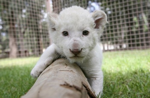 Львенок редкого, белого окраса родился в Мексиканском зоопарке