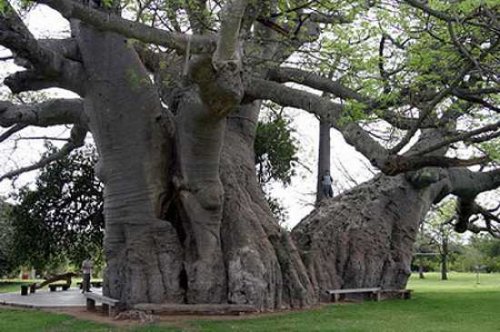 10 наиболее необычных деревьев