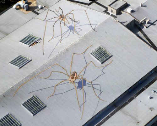 Огромные пауки-сенокосцы оккупировали оружейный склад Сиэтлского Центра