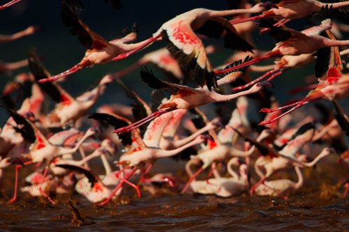 Скопления розовых фламинго на озерах Кении