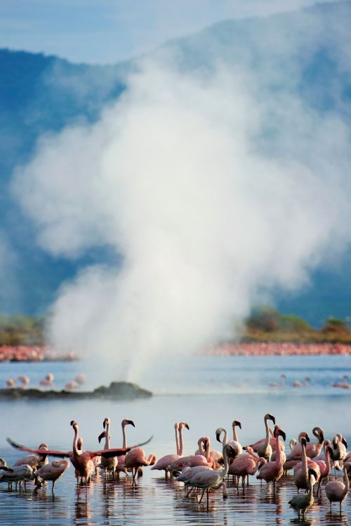 Скопления розовых фламинго на озерах Кении