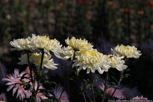 "Бал Хризантем" в Никитском Ботаническом саду
