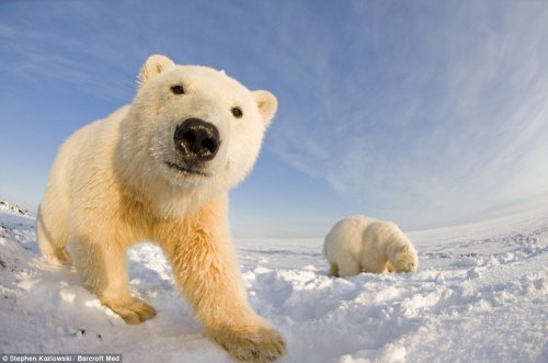 Белые медведи с близкого расстояния
