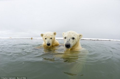 Белые медведи с близкого расстояния