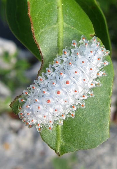 8 фотографий полупрозрачной гусеницы, похожей на драгоценный камень