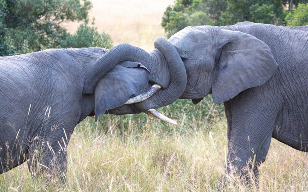Animals member. Брачный период у слонов. Слоны самцы. Самки слонов.