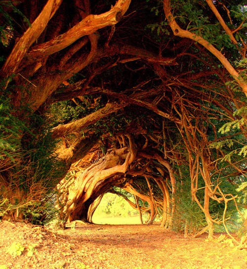 Топ-10: красивые тоннели из деревьев