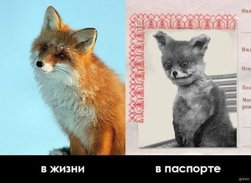 Чучело Сидящего Лиса - популярный мем Рунета