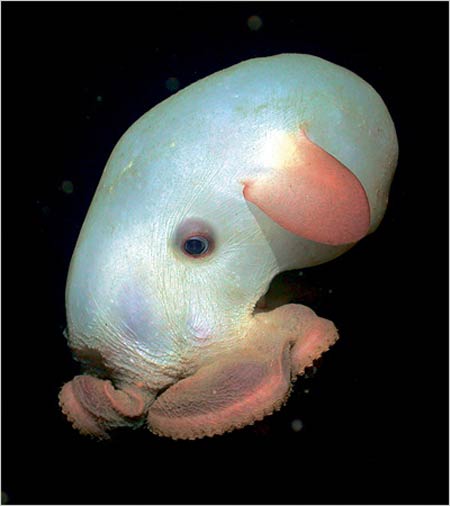Топ-10: Невиданные существа, обитающие в глубинных водах океана