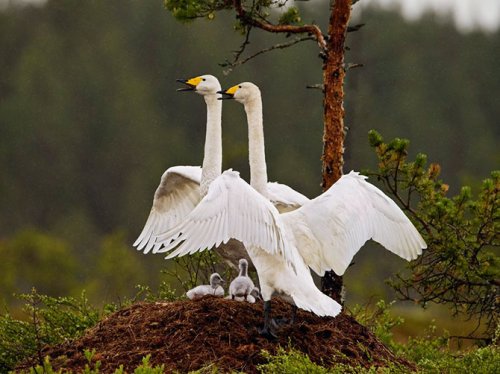 Коллекция лучших фотографий от National Geographic (октябрь 2012)