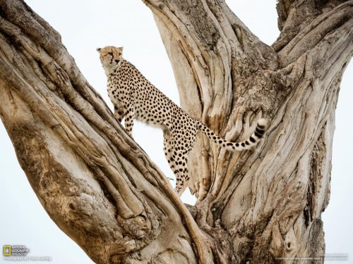 Коллекция отличных фотографий от National Geographic