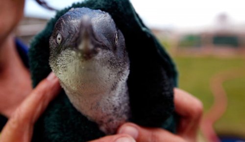 Свитеры для пингвинов