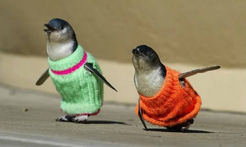Свитеры для пингвинов
