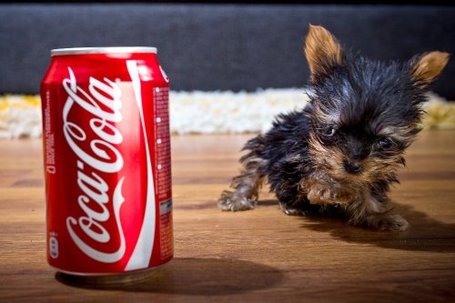 Мэйси – самая маленькая собачка в Польше