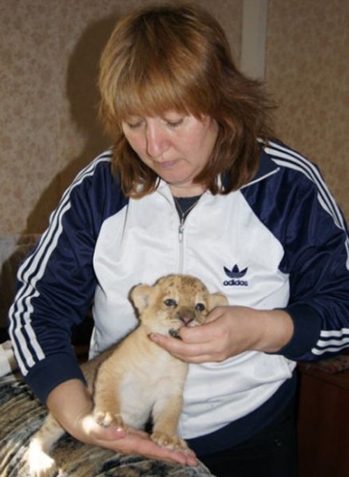 Киара – первый в мире детёныш лелигра родился в Сибири